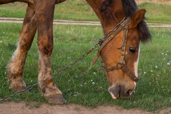 Dunne Kastanje Paard Eten Gras Tijdens Het Grazen Boerderij Grasland — Stockfoto