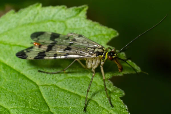 Panorpa communis is the common scorpionfly a species of scorpionfly. Its are useful insects that eat plant pests.