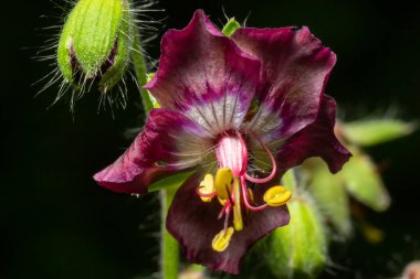 Geranium phaeum, Geraniaceae familyasından bir bitki türüdür ve genellikle esmer turna tasarısı olarak bilinir. Esmer turna gagalı çiçekler, Geranium phaeum, makro.