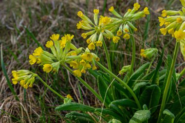 Primula veris, Primulaceae familyasından bir çiçekli otçul bitki türü. Bu tür, ılıman Avrupa 'nın çoğunda doğaldır..