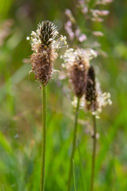 Lanceolata muz, Plantago Lanceolata, öksürük önleyici özelliği olan ve antienflamatuar ve antibiyotik etkileri olan tıbbi bir bitkidir..