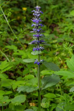 Ajuga Reptans Atropurpurea 'nın ilkbaharda çekilmiş mavi çiçekleri..