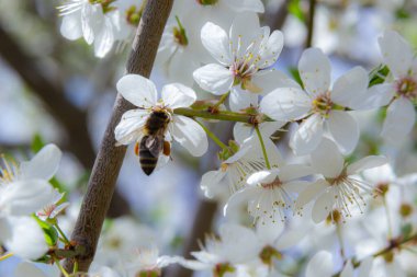 Kafkas eriği çiçekli bal arısı. Prunus cerasifera var. divaricata.