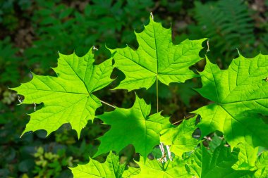 Acer platanoides, Norveç akçaağaç, koyu arkaplanda güneş ışığında yeni yapraklar. Seçici odaklı ve alanın sığ derinliğine sahip resim.