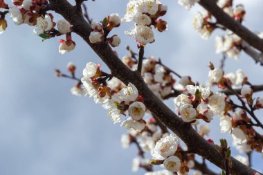 Bahar bahçesinde güzel beyaz kayısı ağaçları çiçek açar. Çiçek açmış kayısı ağacı.