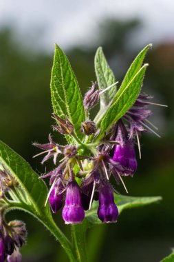 Comfrey, Symphytum officinale, organik tıpta kullanılan bir bitkinin çiçekleri..