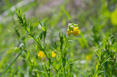 Bir Lathyrus pratensis çiçeği yaz çayırında yetişiyor..