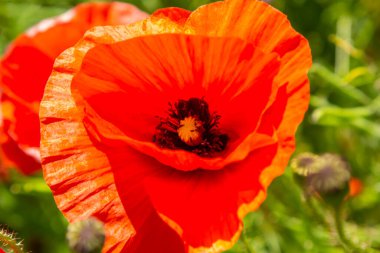 Papaver rhoeas, Corn Poppy, Corn rose, Field Poppy, Flanders gelinciği, Red Poppy, Red Ot, Coquelicot, yaz çayırında. Doğal arkaplan.