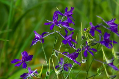 Vahşi Delphinium ya da Consolida Regalis, çatallanma ya da roket larkspur olarak bilinir. Tarla faresi, Ranunculaceae familyasının çiçek açan otçul bitkisidir. Parlak menekşe çiçekli floresan.