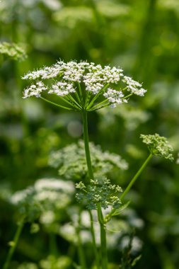 Aegopodium podagraria L. apiales ailesinden bir beyaz çiçekli çayır görünümü, yaygın toprak yaşlı, otlak, piskopos, ot,, gut ve dağlarda kar olarak anılacaktır.