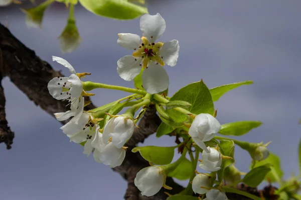 Pear blossom and spring season. Pear tree in bloom. Blurred background. Pear blossom in early spring.