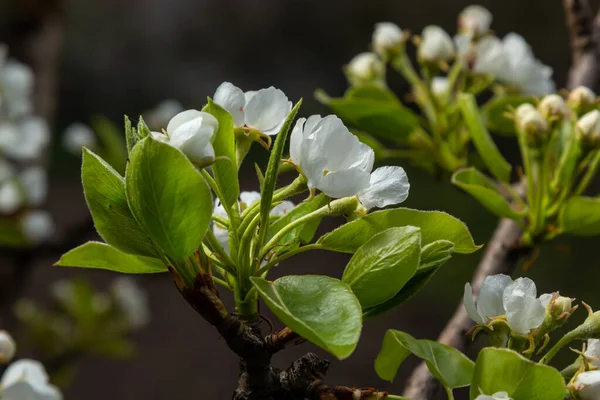 pear flowers. blooming tree in the garden. white delicate flowers and green and young leaves. Branches of flowering pears on a green background. close-up. pear in the forest.