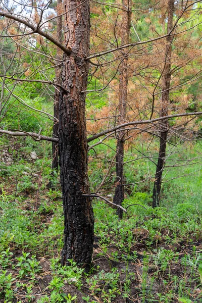 草の火の後に若い松の木を乾燥させます 木の幹 乾燥した針を燃やす — ストック写真