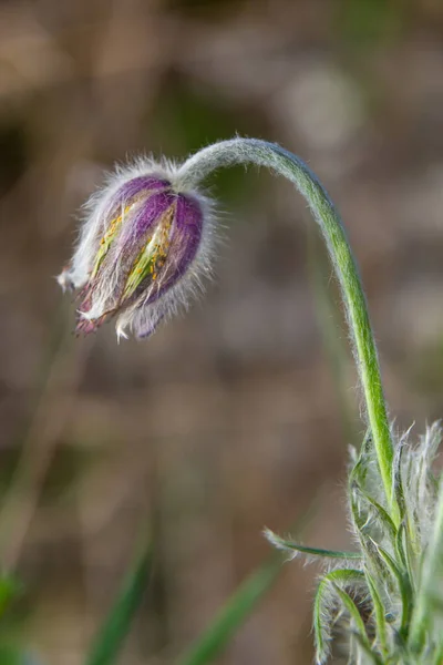 Pasqueflower. Beautiful flower of small pasque flower or pasqueflower on flowering meadow in latin Pulsatilla pratensis.