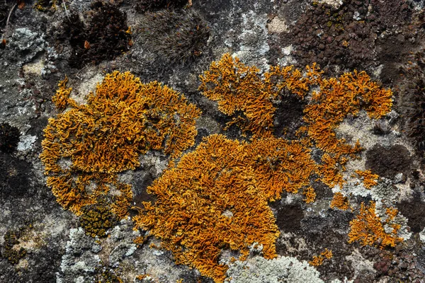 Plenty Small Golden Colored Maritime Sunburst Lichen Xanthoria Parietina Green — Stock Photo, Image