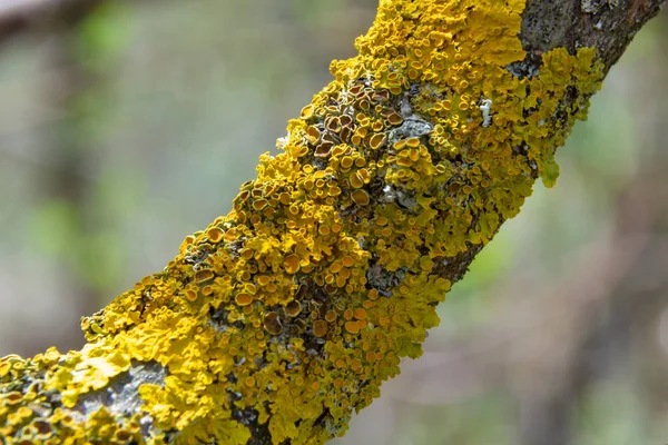 Mnóstwo Małych Złotych Kolorowych Porostów Morskich Xanthoria Parietina Zielonym Mchem — Zdjęcie stockowe