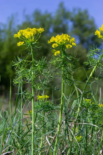 Spring Euphorbia Cyparissias Cypress Spurge Flowers Closeup Selective Focus — Stock Photo, Image