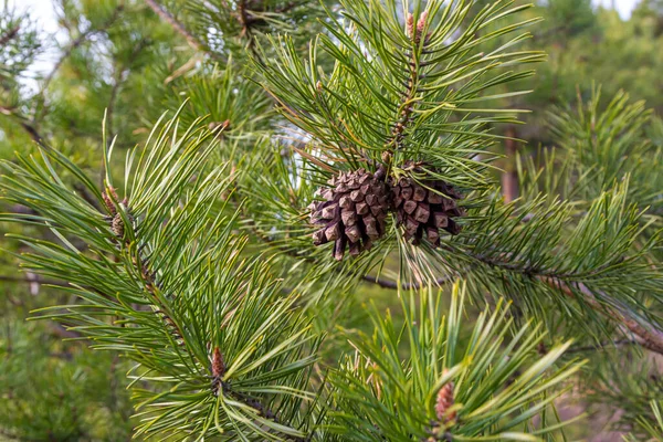 Conos Pino Ramas Con Agujas Árbol Bosque —  Fotos de Stock