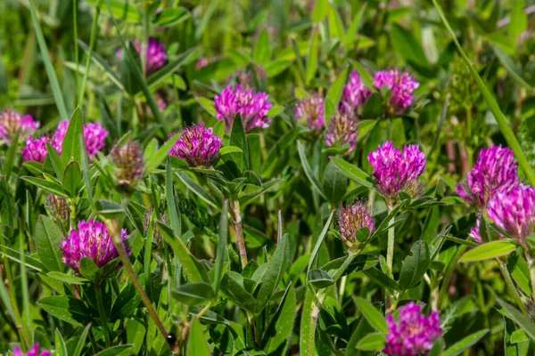 Dark pink flower. Red clover or Trifolium pratense inflorescence, close up. Purple meadow trefoil blossom with alternate, three leaflet leaves. Wild clover, flowering plant in the bean family Fabaceae.