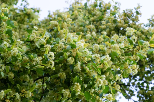 Linden flowers on a tree. Close-up of linden blossom. Blooming linden tree in the summer forest.