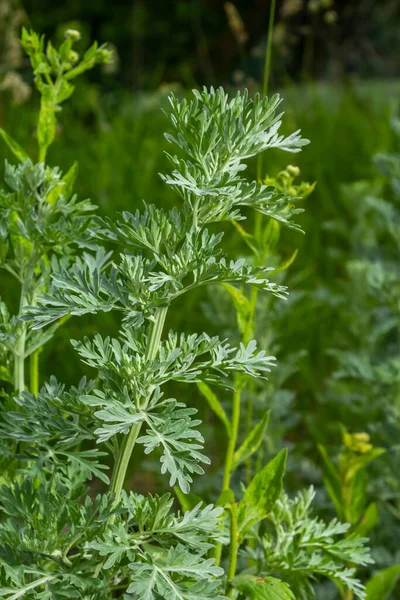 Piołun Artemisia Absynt Ogrodzie Piołunownia Stosowana Medycynie Ziołowej — Zdjęcie stockowe