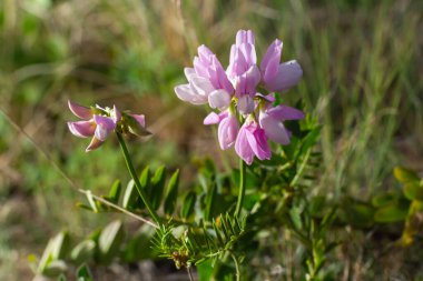 Yaklaş, makro. Crownvetch veya Securigera varia Coronilla varia veya Mor Crownvetch. Çiçekli tarla bitkileri. Boşluğu kopyala.