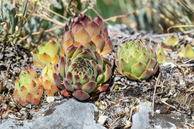 Sempervivum tectorum, sıradan Houseleek. Çiçek saksısında daimi bitki yetişiyor. Sempervivum doğada. Sonsuza kadar canlı bitki, sulu.