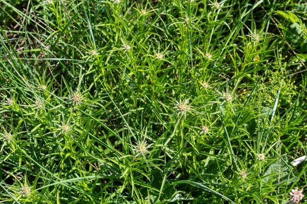 Carlina Biebersteinii Impianto Sul Campo Natura Carlina Vulgaris Cardo Carlino — Foto Stock