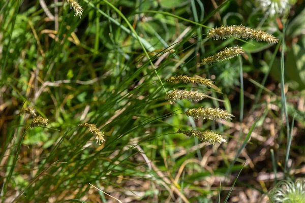 Anthoxanthum odoratum Poaceae family plant in spring at flowering time, selective focus.