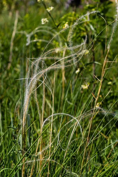 Feather Grass Stipa Pennata Timothy Grass Phleum Pratense Steppe Meadow — Zdjęcie stockowe