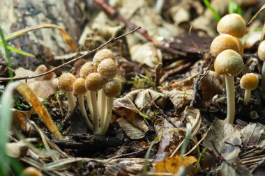 Small mushroom Psathyrella spadiceogrisea in the dry autumn forest.