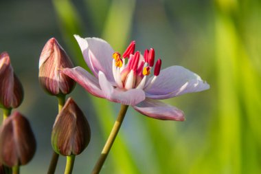 Butomus umbellatus, Flowering Rush. Yazın vahşi bitki vuruşu..