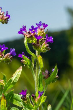 Anchusa officinalis, Alkanet, yaygın hata giderici. Yaz, şafak. Bitkinin üzerine çiy damlaları düşer. Güzel yeşil arkaplan.