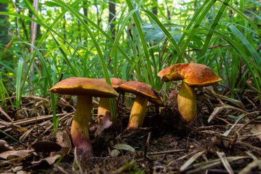 Suillellus luridus, eski adıyla Boletus luridus, genellikle arka planda orman ağaçları olan korkunç bolete olarak bilinir..