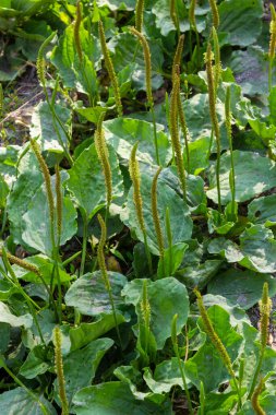 Plantain flowering plant with green leaf. Plantago major leaves and flowers, broadleaf plantain, white man's foot or greater plantain. clipart