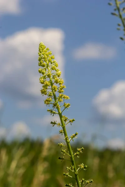 Selective Focus Wild Grass Flower Meadow Spring Reseda Lutea Yellow — Stock Photo, Image