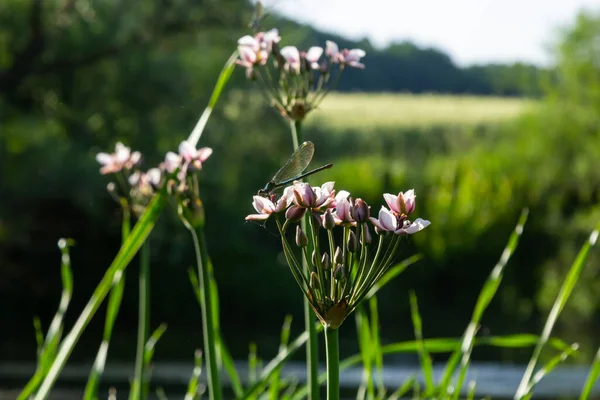 Close up of the umbel-like inflorescence of flowering rush or grass rush Butomus umbellatus in full bloom. Europe.
