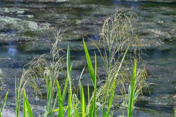 Mauvaises Herbes Dans Rizière Carex Sur Fond Rivière Par Une — Photo