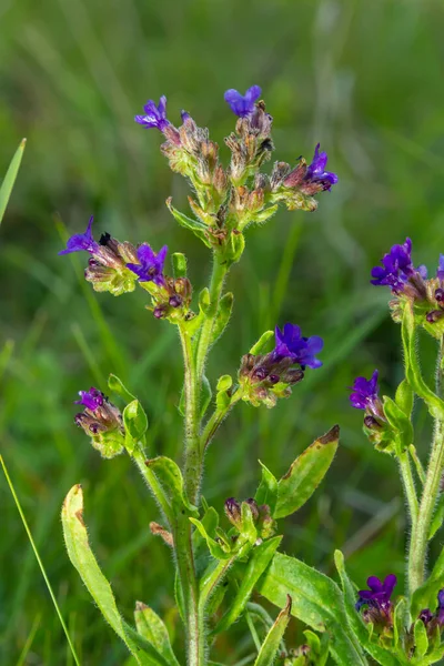 Anchusa Officinalis Commonly Known Common Bugloss Alkanet Green Background — Stock Photo, Image