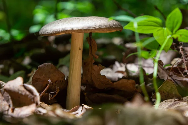Small Mushroom Psathyrella Spadiceogrisea Dry Autumn Forest — ストック写真