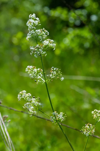 Galium Mollugo Est Une Plante Herbacée Annuelle Famille Des Rubiaceae — Photo