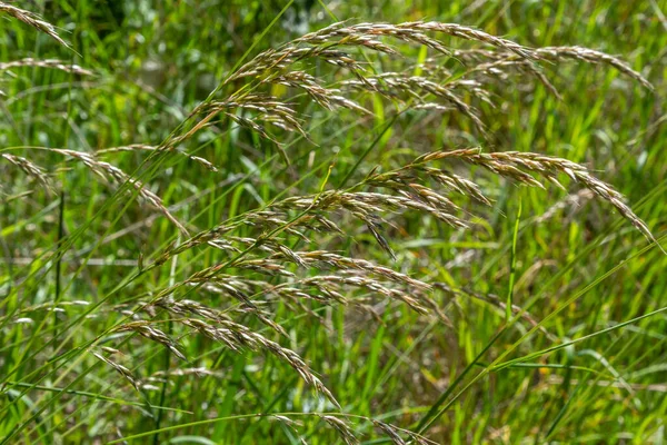 Anthoxanthum Odoratum Poaceae Pflanze Frühjahr Zur Blütezeit Selektiver Fokus — Stockfoto