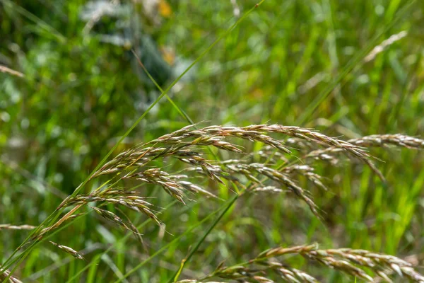 Anthoxanthum Odoratum Planta Familia Poaceae Primavera Momento Floración Enfoque Selectivo —  Fotos de Stock