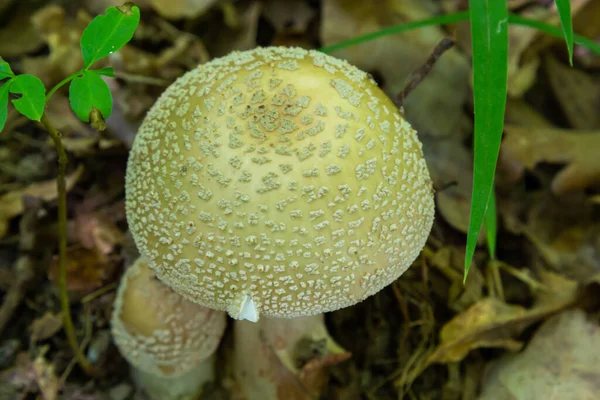 Syötävä Sieni Amanita Rubescens Kuusimetsässä Tunnetaan Nimellä Poskipuna Villi Sieni — kuvapankkivalokuva