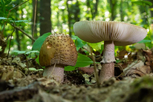 Two Young Mushrooms Grow Woods Edible Blusher Fungi Amanita Rubescens — Fotografia de Stock