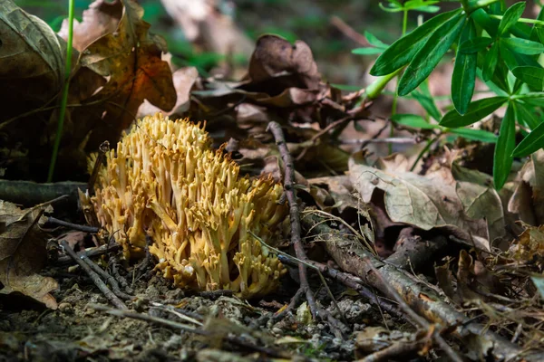 Cogumelos Ramaria Stricta Crescendo Floresta Ramaria Stricta — Fotografia de Stock