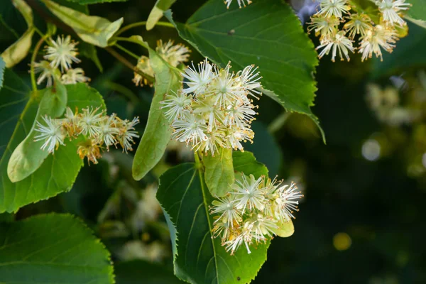 Linden flowers on a tree. Close-up of linden blossom. Blooming linden tree in the summer forest.