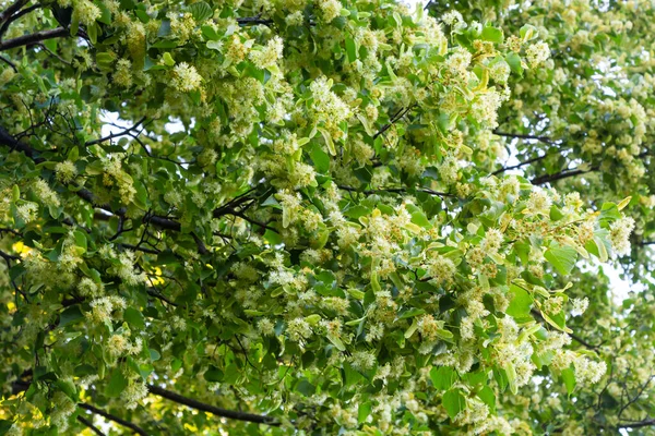 Linden tree flowers clusters tilia cordata, europea, small-leaved lime, littleleaf linden bloom. Pharmacy, apothecary, natural medicine, healing herbal tea, aromatherapy. Spring background.