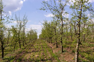 Çiftlikte meyve ağaçları bir sırada dikildi. Erken bahar tarım işleri. Elma bahçesi. İzler yerde. Farklı ekinler için tarlalar. Tarım.