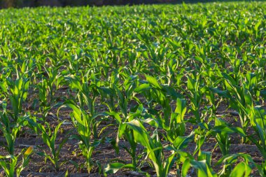 Toprağı kuru ve çatlamış bir mısır tarlasında sağlıklı genç bir mısır sapını kapatıyorlar ve şimdi de sıra sıra otları arasında otluyorlar..